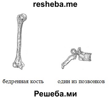 Кости скелета