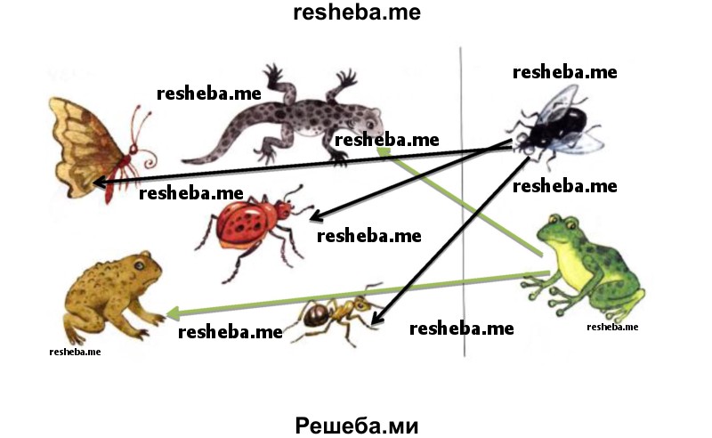 Объедини изображенных животных в группы (нарисуй стрелки)