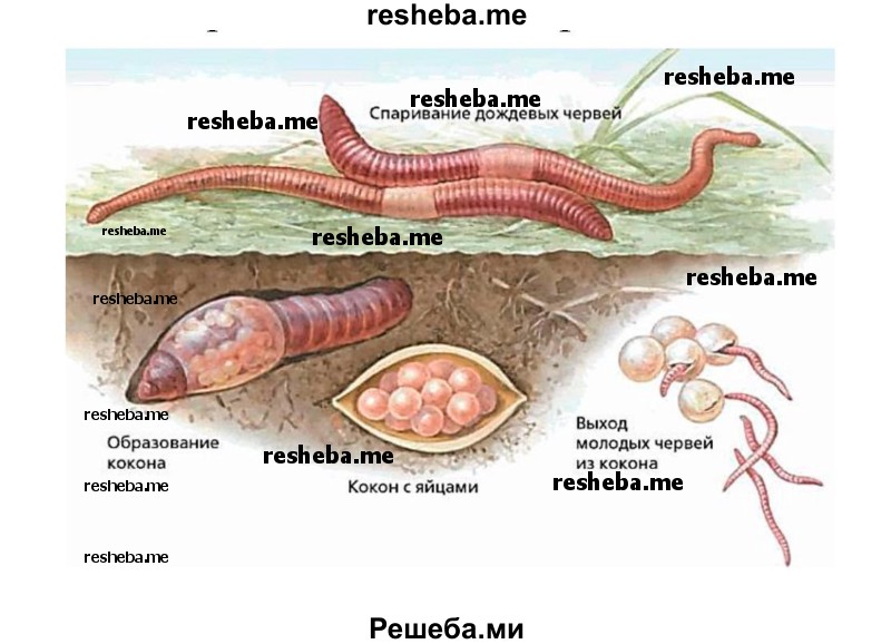 Схематично изобразите жизненный цикл дождевого червя