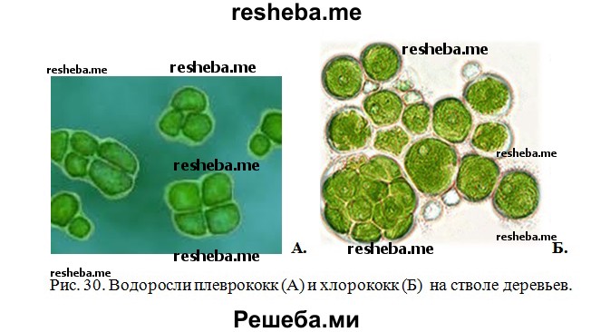 Рассмотрите клетки водорослей, образующих зелёный налёт
