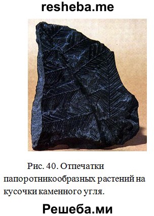 Найдите и рассмотрите кусочки каменного угля с отпечатками древних растений