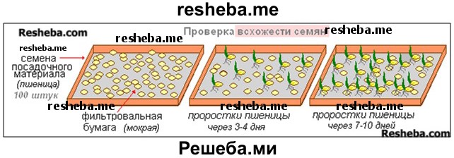 По какой причине прорастают сухие семена