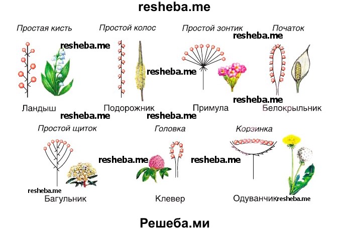  соотнесите названия соцветий, их графическое изображение и примеры растений