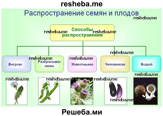 Биология способы распространения семян