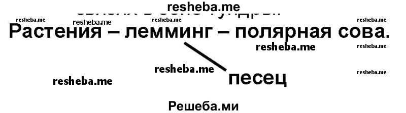 Составь схему цепи питания, характерной для тундры. Сравни ее со схемой, предложенной соседом по парте. С помощью этих схем расскажи об экологических связях в зоне тундры