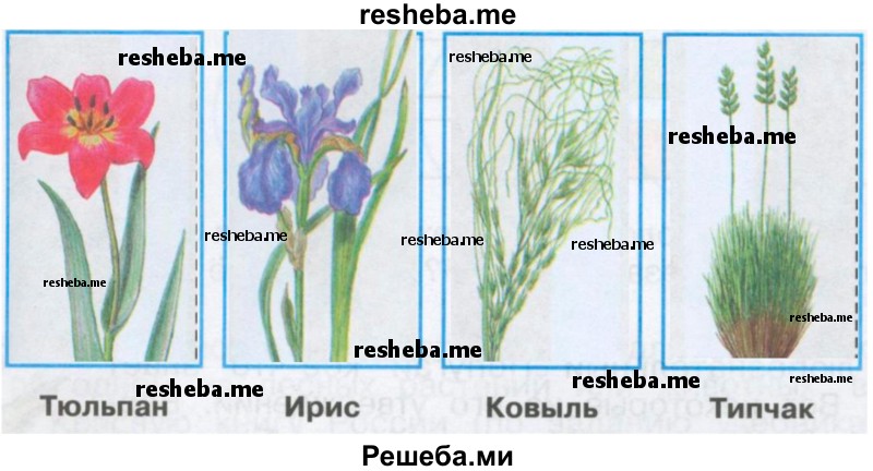 Мама Сережи и Нади интересуется, знаешь ли ты степные растения. Вырежи рисунки из Приложения и помести их в соответствующие окошки