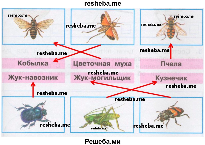 Муравей Вопросик хочет познакомить тебя со своими друзьями-насекомыми. Догадайся, кто изображен на рисунках. Соедини стрелками рисунки и названия
