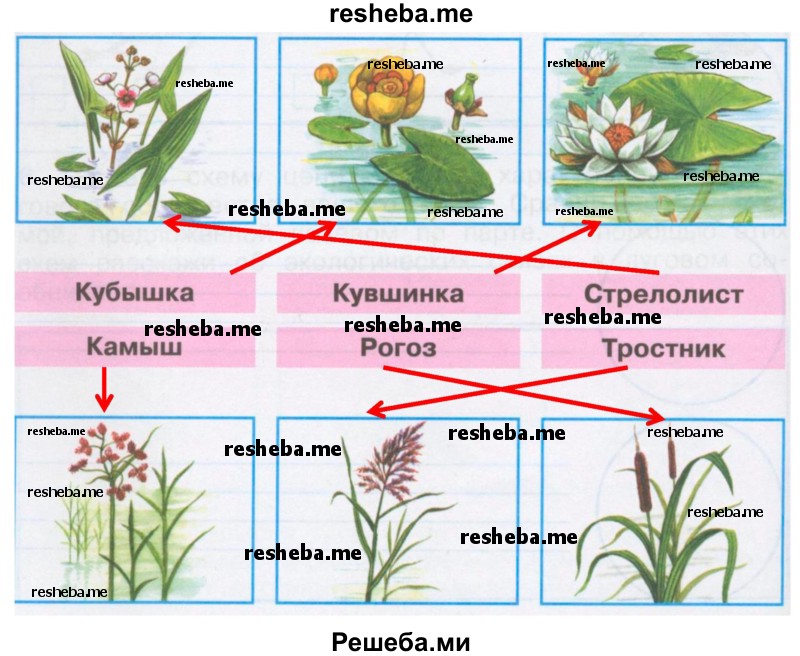 Знаешь ли ты растения пресных водоемов рассмотри изображения растений подпиши их названия 4 класс