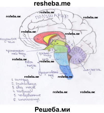 Отделы головного мозга человека