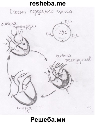 Схема сердечного цикла