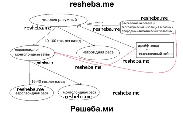 Опишите рабочее место фармацевта в виде схемы