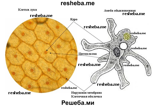 Растительная и животная клетка под микроскопом