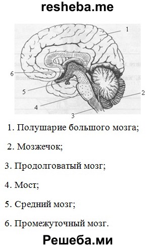 Головной мозг егэ рисунок