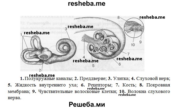 Назовите структуры уха человека обозначенные на рисунке буквами а и б какие