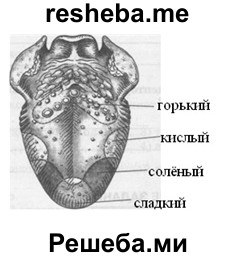 Вкусовые рецепторы