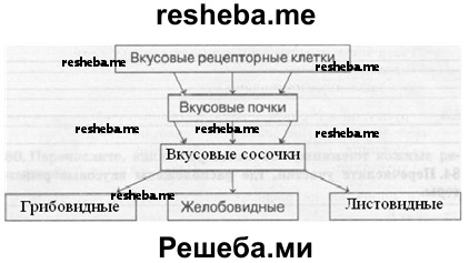 Составьте схемы строения анализаторов отвечающих за кожное и мышечное чувство