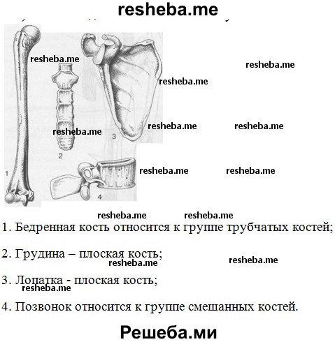 Группа костей