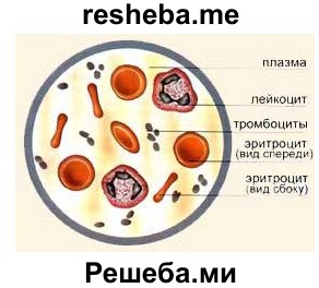 Микроскопическое строение крови