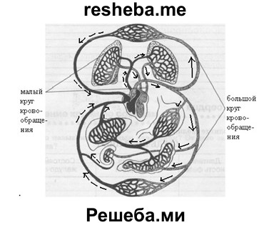 Рассмотрите рисунок напишите названия внутренних органов кролика