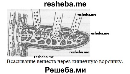 Всасывание веществ через кишечную ворсинку