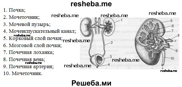 Названия частей мочевыделительной системы