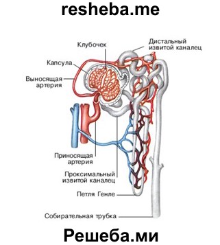 Строение нефрона