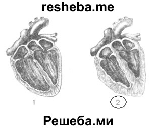 Сердце тренированного человека