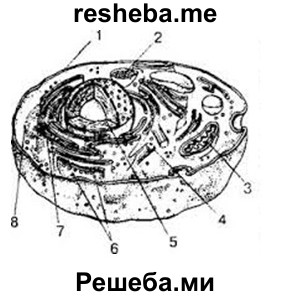 На рисунке изображена модель строения