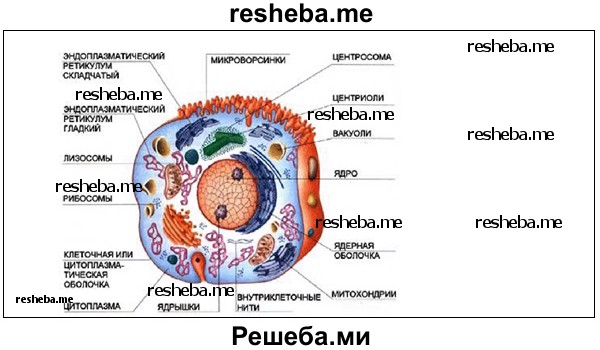 Строение клетки