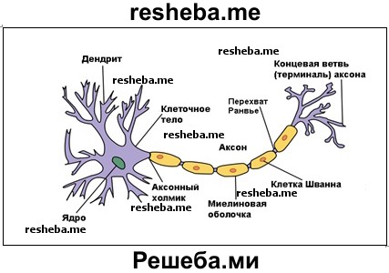 Ткани И Их Названия С Фото Биология