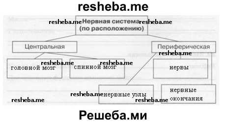 Строение нервной системы