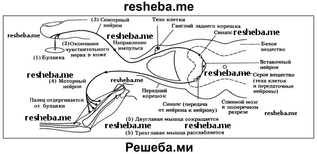 Рефлекторная дуга сгибательного рефлекса