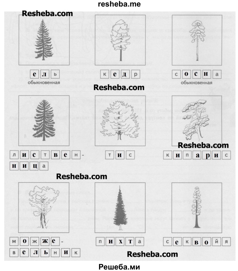 Впиши в свободные клетки под рисунками необходимые буквы, чтобы получились названия хвойных пород деревьев