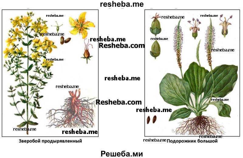 Рассмотрите выданные вам гербарные образцы растений