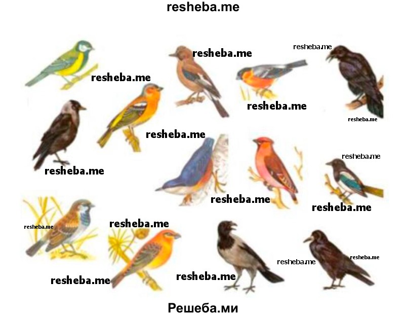 Вместе со взрослыми изучите многобразие птиц в вашей местности (в парке, на дачном участке, в лесу)