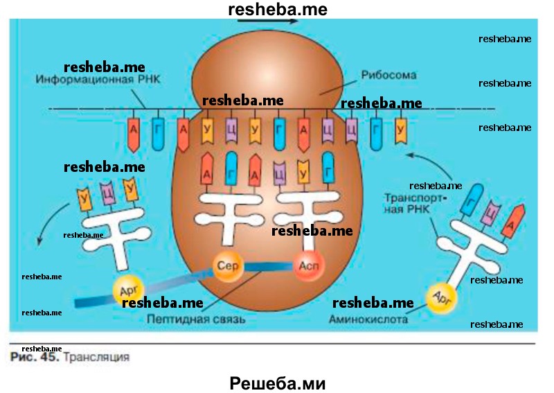 Определите, в каком направлении — справа налево или слева направо — движется относительно и-РНК изображённая на рисунке рибосома
