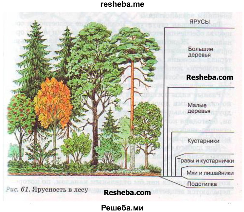 Зарисуй схему расположения растений в лесу ярусами. Назови известные тебе растения. В отчёте поясни причину ярусного расположения растений