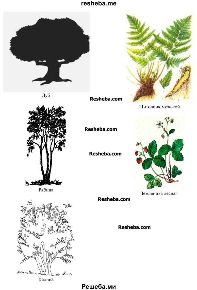 Зарисуй силуэты растений разных ярусов: поясни, влияние какого фактора неживой природы ты наблюдаешь