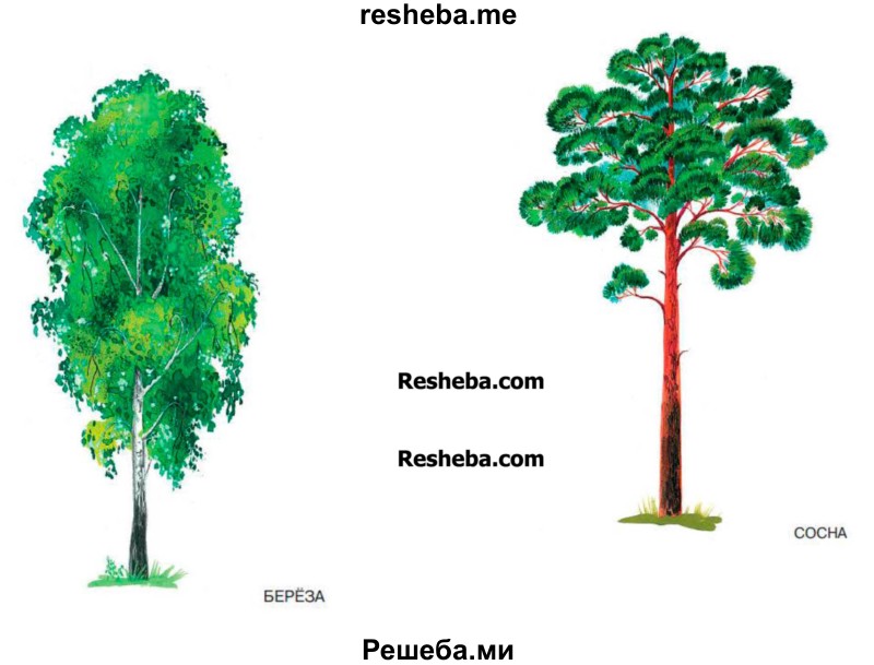Рассмотри силуэты деревьев или рисунки с изображением деревьев: берёзы, сосны, дуба, тополя.