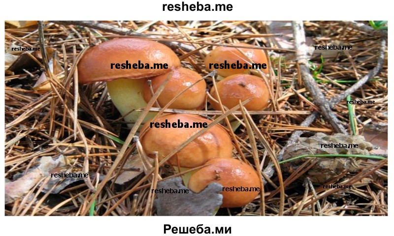 Подготовь рассказ «Любимые грибы нашей семьи»