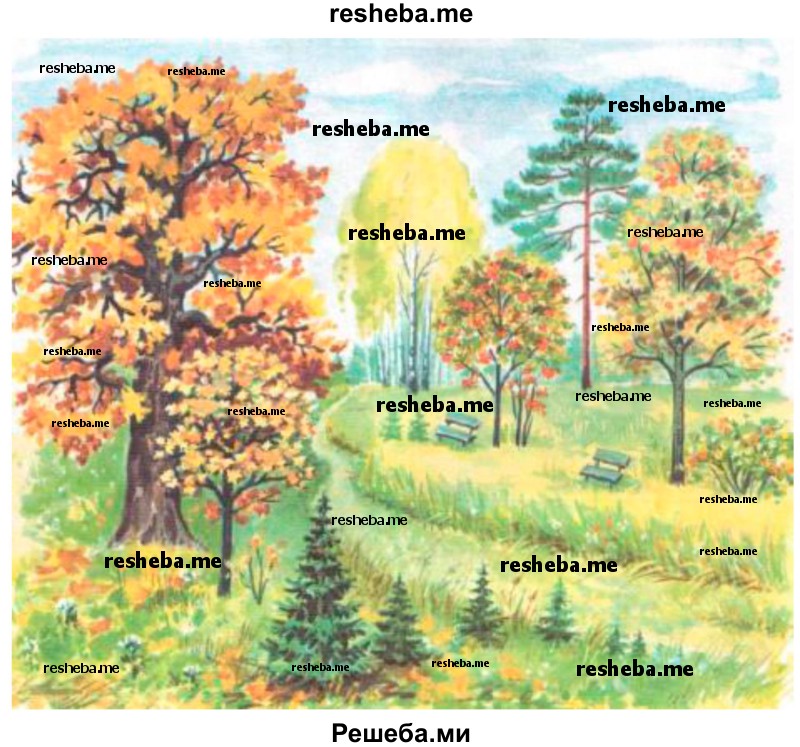 Найди в парке деревья с разными листьями. Есть ли среди них берёза, клён, рябина, дуб?
