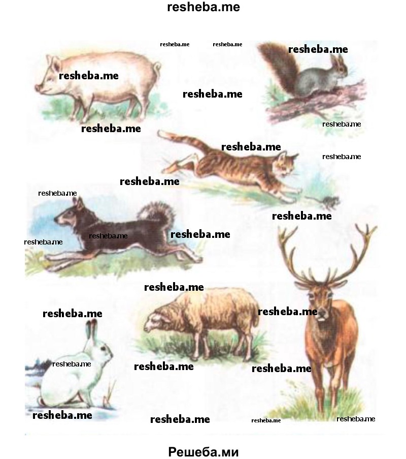 Художник хотел нарисовать домашних животных. Правильно ли он их выбрал? Назови каждое животное. Где оно живет?