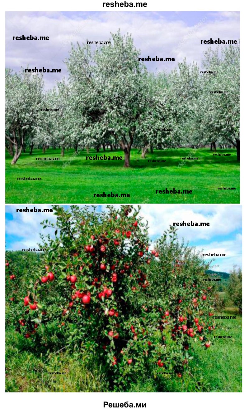 Сочини рассказ о том, какой бывает яблоня в разные времена года