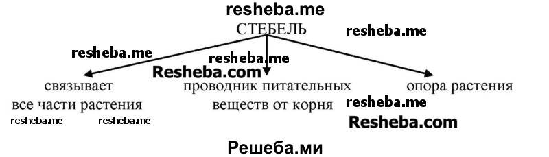 Дополни схему «Значение стебля для жизни растений»