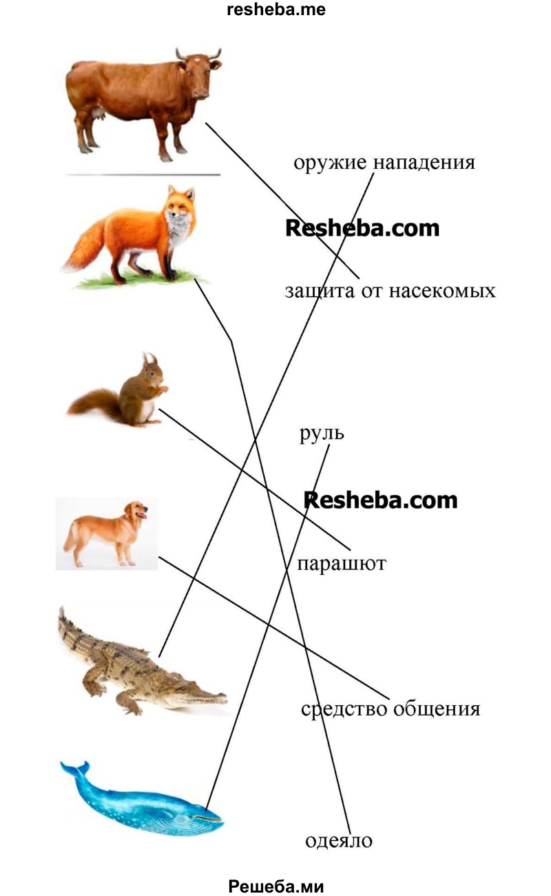 Соедини линией изображение животного и слова, характеризующего назначение хвоста этого животного