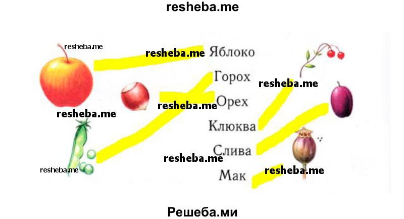 Соедини линиями плод и его название