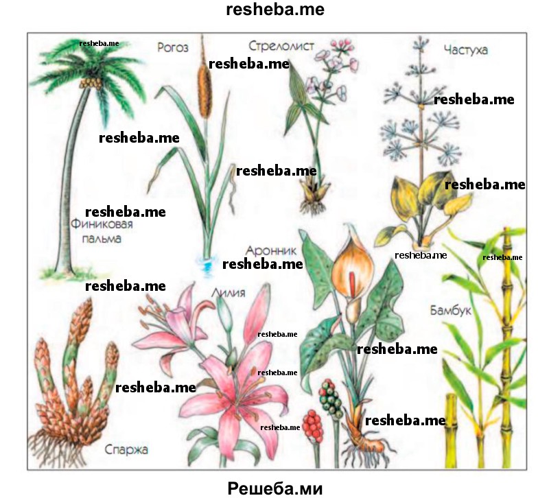 У каких растений, изображённых на рисунке, видны признаки, определяющие принадлежность к классу Однодольные