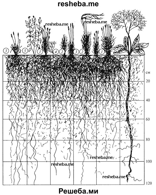 Сходства и различия надземных и подземных ярусов. Ярусность растительности Луговой степи. Ярусы биоценоза степи,. Подземная ярусность в растительном сообществе. Ярусная структура фитоценоза.