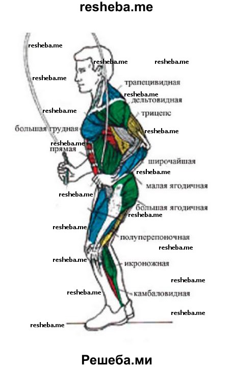 Проверьте на личном опыте, какие мышцы сокращаются при прыжке, а какие — расслабляются, а затем нарисуйте схему управления мышцами при прыжке