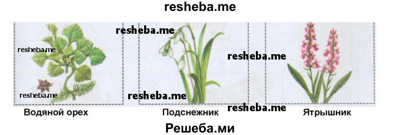 Мама Сережи и Нади интересуется, знаешь ли ты растения, внесенные в Красную книгу России. Вырежи рисунки из Приложения и расположи их в соответствующих окошках